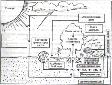  rруговорот азота в биосфере 