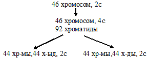 элиминация (исчезновение) двух хромосом
